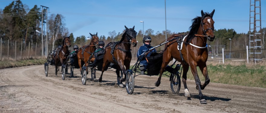 Fyra travhästar med kuskar travar på bana