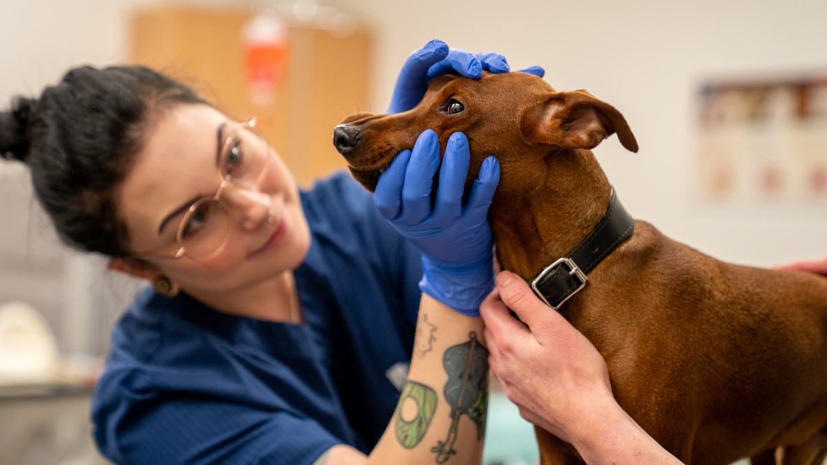 Djurvårdarelev med skyddshandskar undersöker en hund