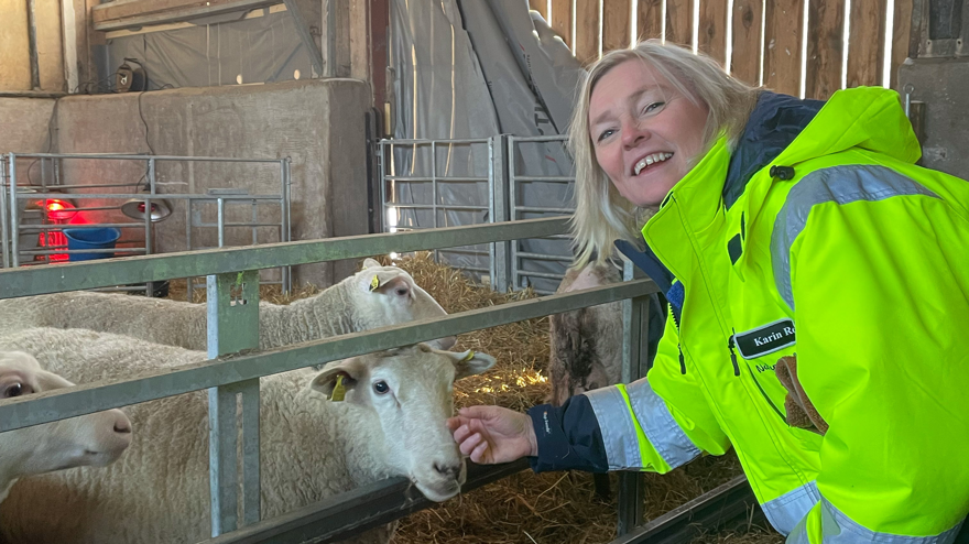 Karin Rosén med gul skyddsjacka klappar får