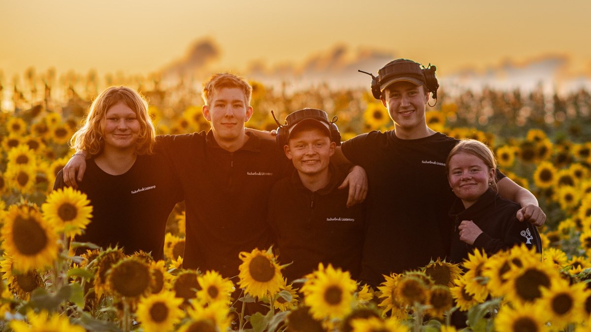 Fem elever står tillsammans i ett solrosfält i solnedgång